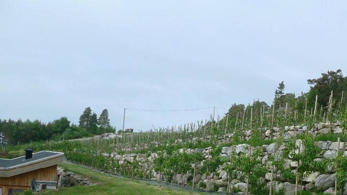 Pæretrær nærmest, så søtkirsebær- og plommetrær i forlengelsen.